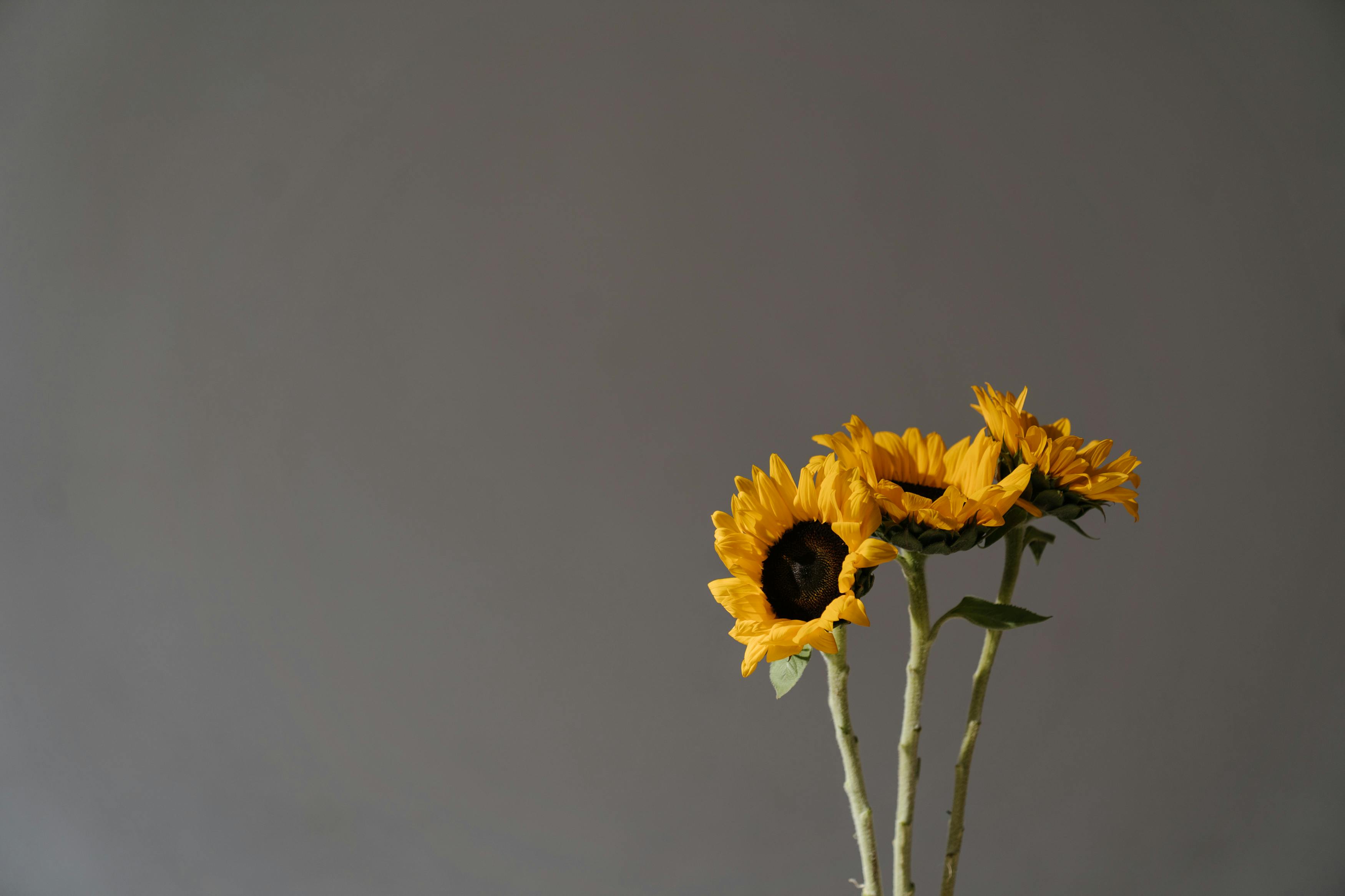 鸿蒙开发之轮播图（Swiper）